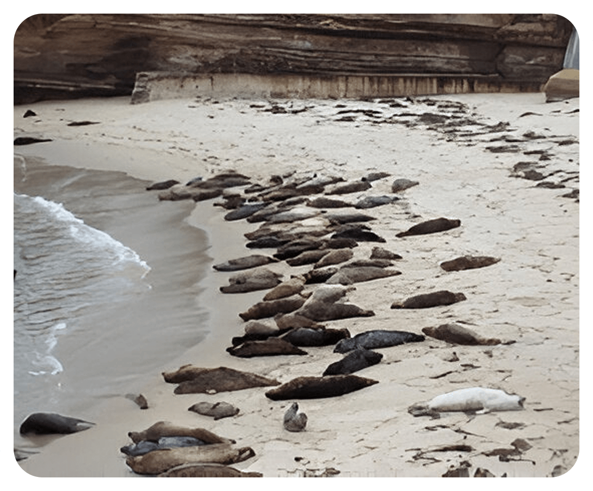 Seals resting on a sandy beach.