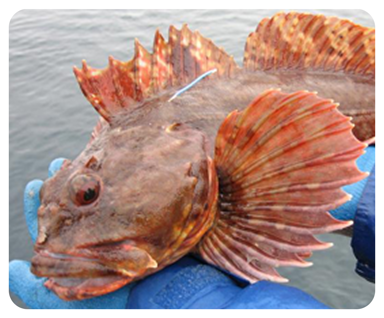 Gloved hands holding a spiky fish.