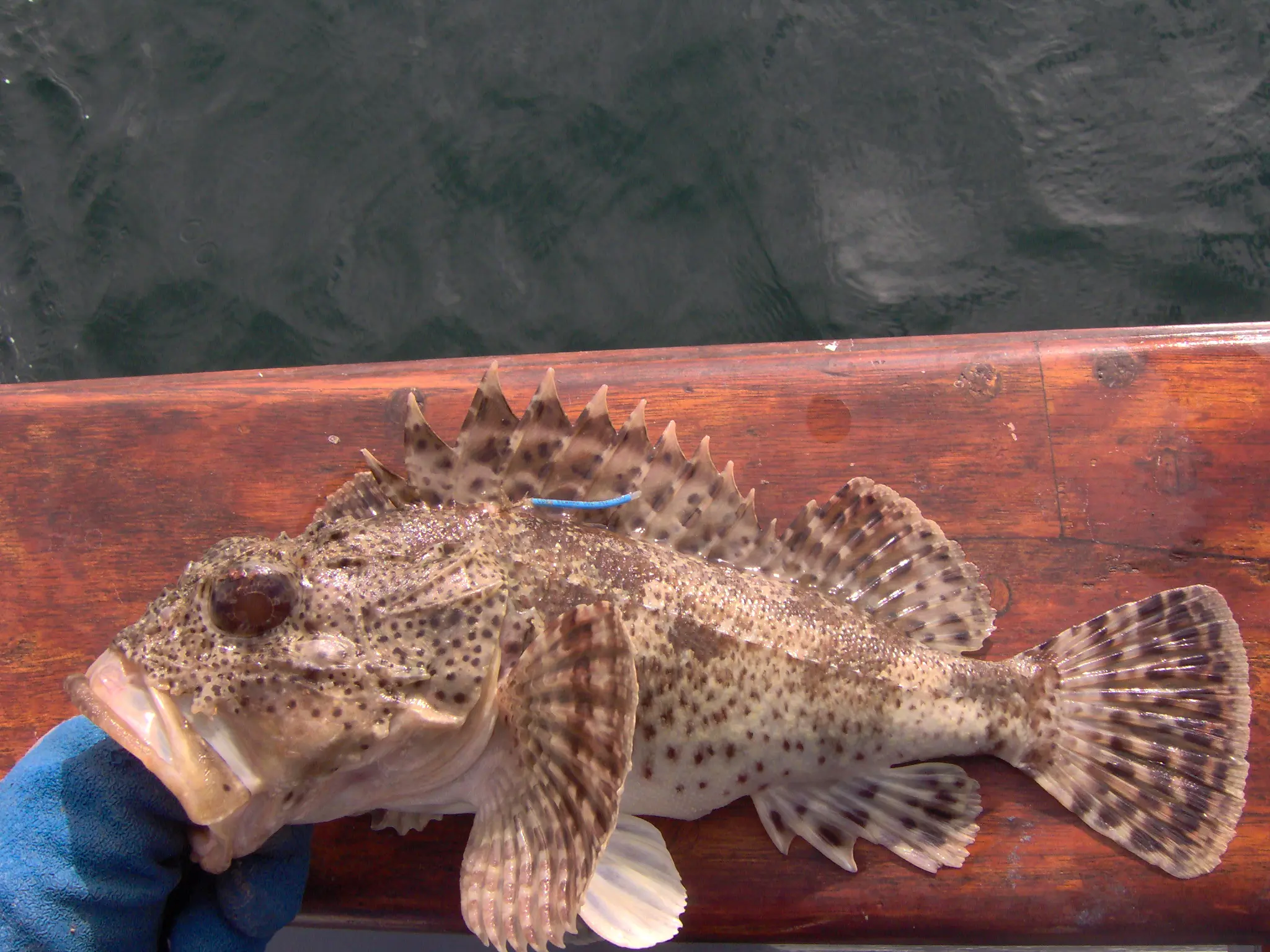 A fish is sitting on the side of a boat.
